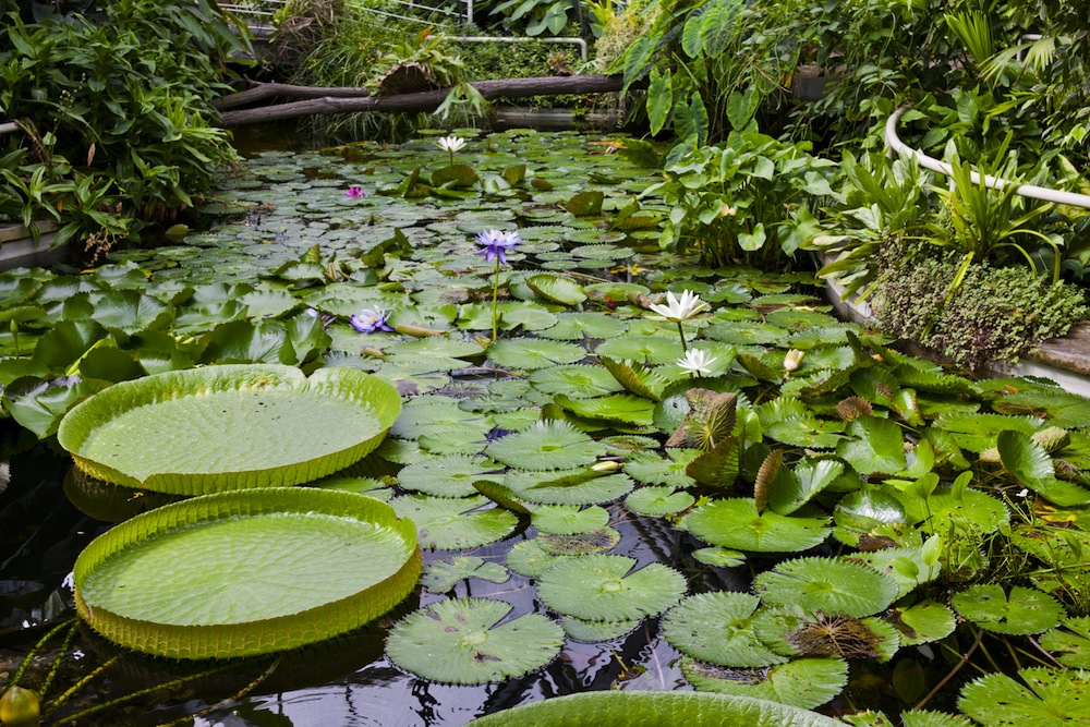 Nenúfares