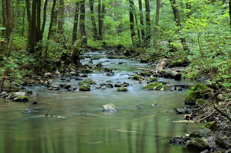 Riachuelo en un bosque