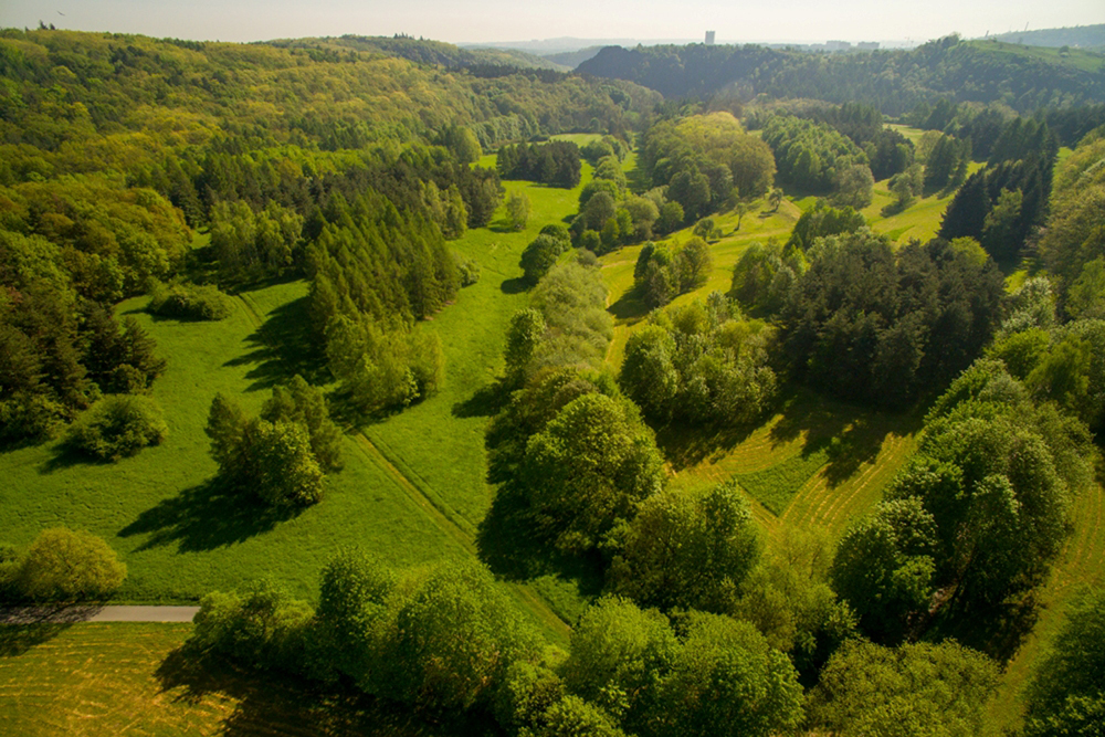 Bosque